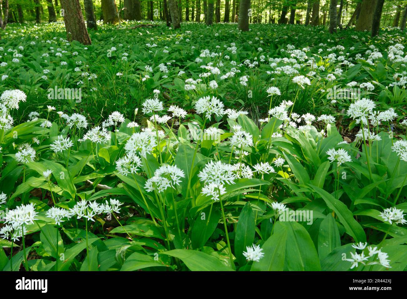 Ramson, Baden-Wurttemberg Germania (Allium ursinum) Foto Stock