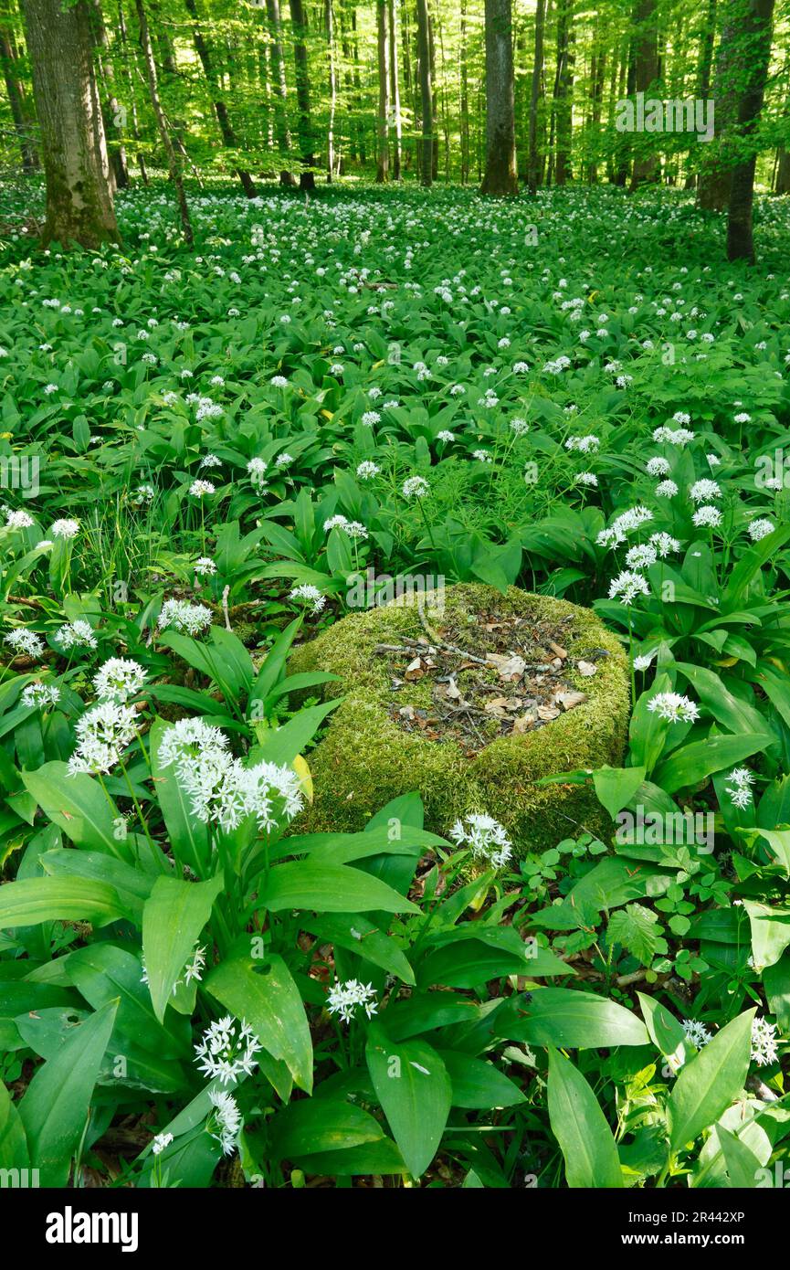 Ramson, Baden-Wurttemberg Germania (Allium ursinum) Foto Stock