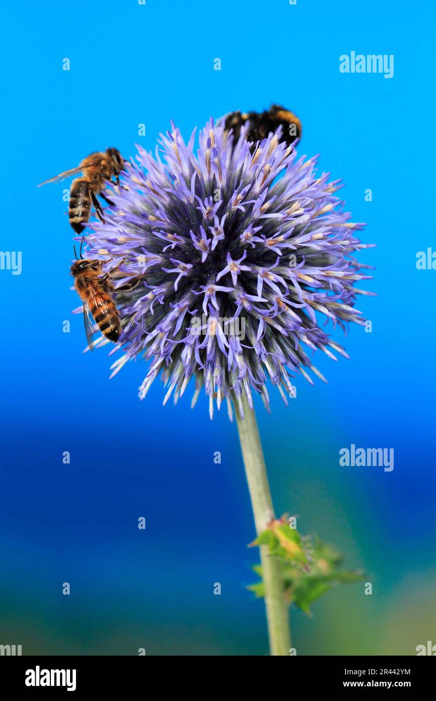 Thistle Grande del globo comune, Thistle Grande del globo glandolare (Echinops sphaerocephalus), Thistle Grande del globo grande grande, ape del miele, ape Foto Stock