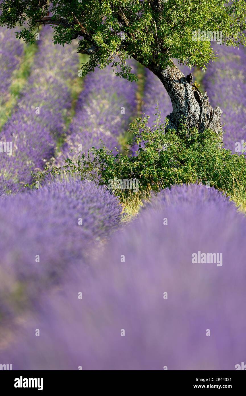 Campo di lavanda, Provenza (Lavendula), lavanda, Francia Foto Stock