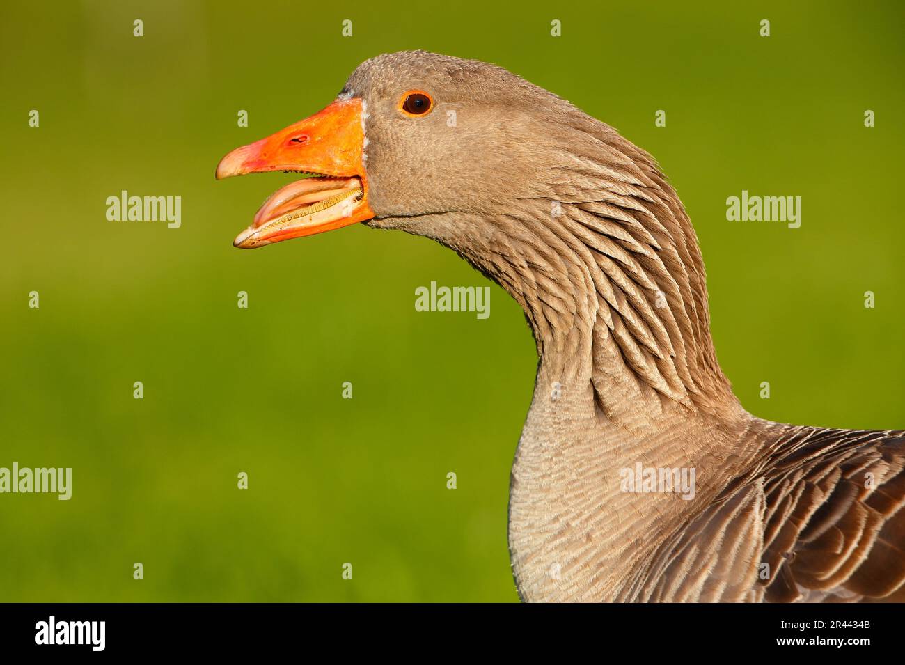 Gylag Goose (Anser anser), Germania Foto Stock