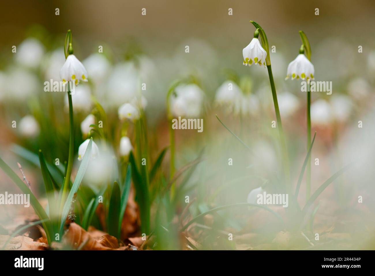 Neve primavera fake, fiocco di neve, foresta, Parco Naturale Obere Donau, Germania (Leucojum vernum) Foto Stock
