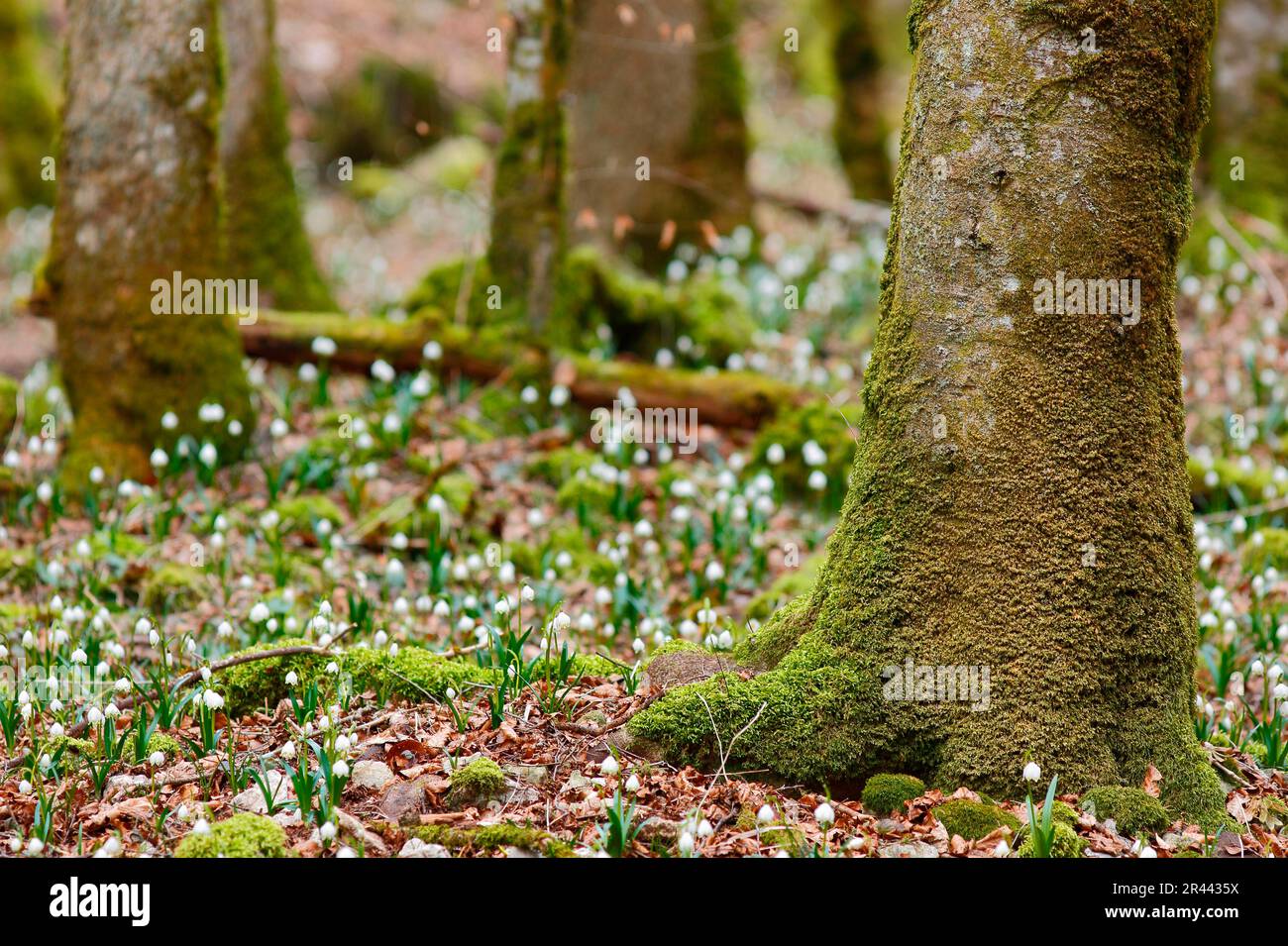 Neve primavera fake, fiocco di neve, foresta, Parco Naturale Obere Donau, Germania (Leucojum vernum) Foto Stock