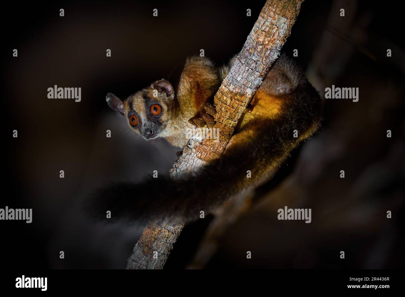 Lemure sul ramo dell'albero durante la notte. Lemur notturno a Madagacar. Limur pallido marcato con forchetta, pallescens Phaner, animale di scimmia selvatica dalla foresta di Kirindy Foto Stock