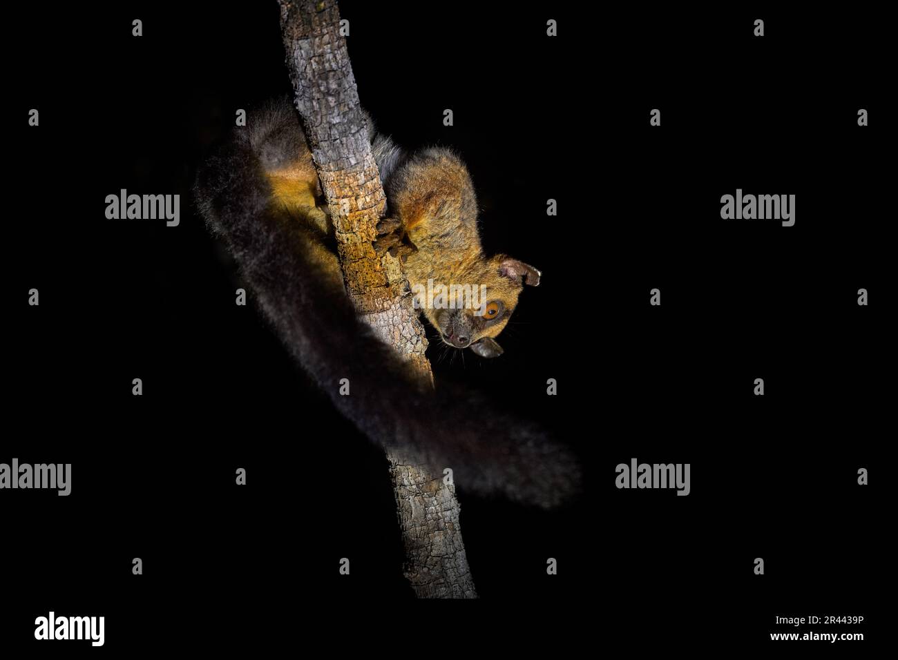 Lemur notturno a Madagacar. Limur pallido marcato con forchetta, pallescens Phaner, animale di scimmia selvatica dalla foresta di Kirindy in Madagascar. Natura selvaggia. Lemure on t Foto Stock