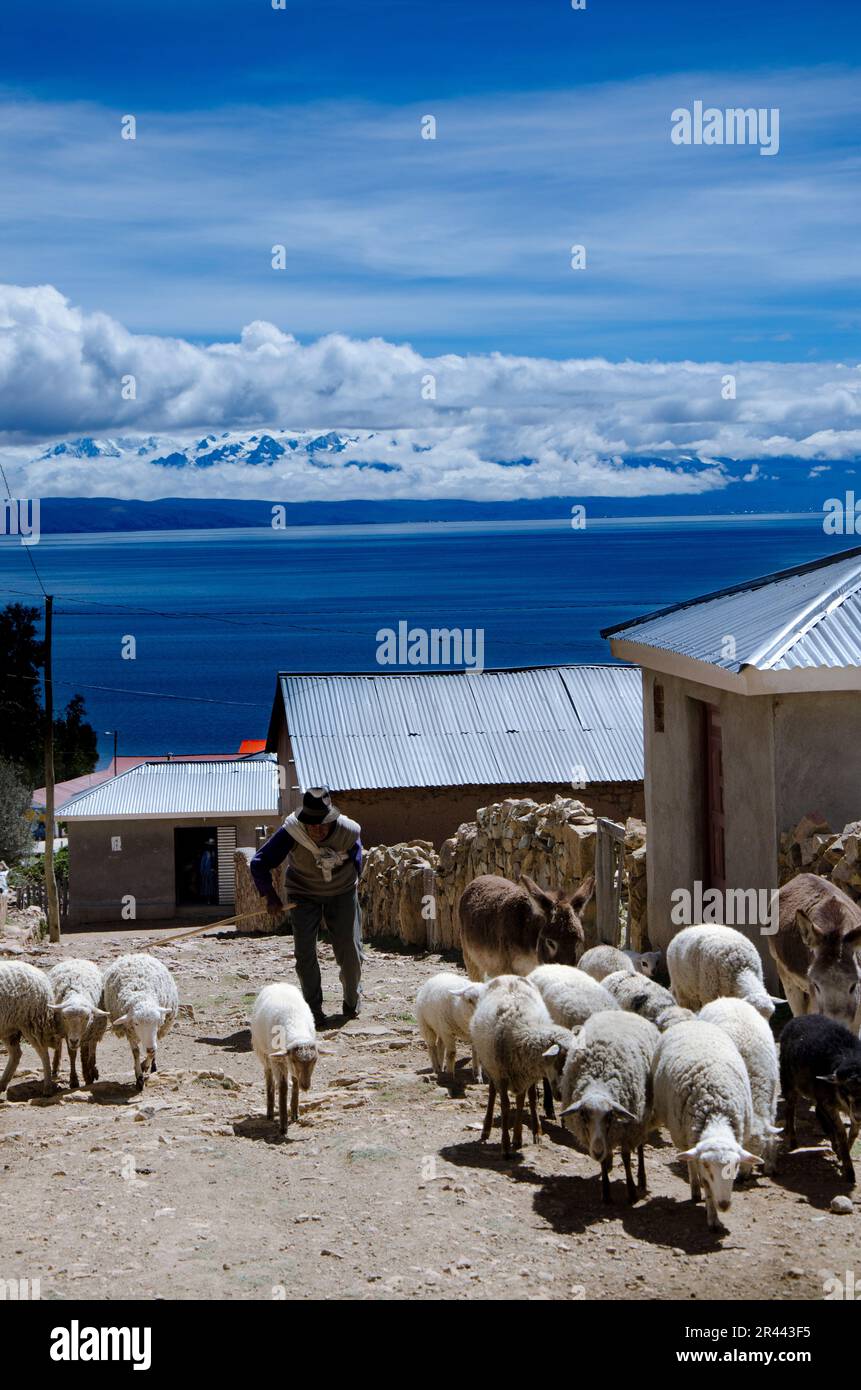 L'anziano nativo mandria pecore su un'isola panoramica nel lago Titicaca Foto Stock