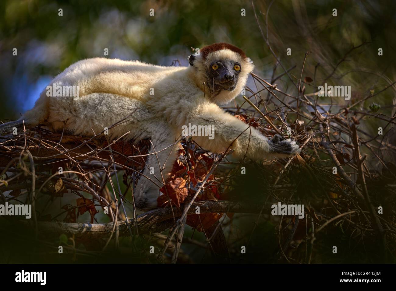Ritratto di lemuri nella foresta. Fauna selvatica Madagascar, Verreauxs Sifaka, Propithecus verreauxi, testa di scimmia particolare in Kirindy Forest, Madagascar. Lemure in Foto Stock