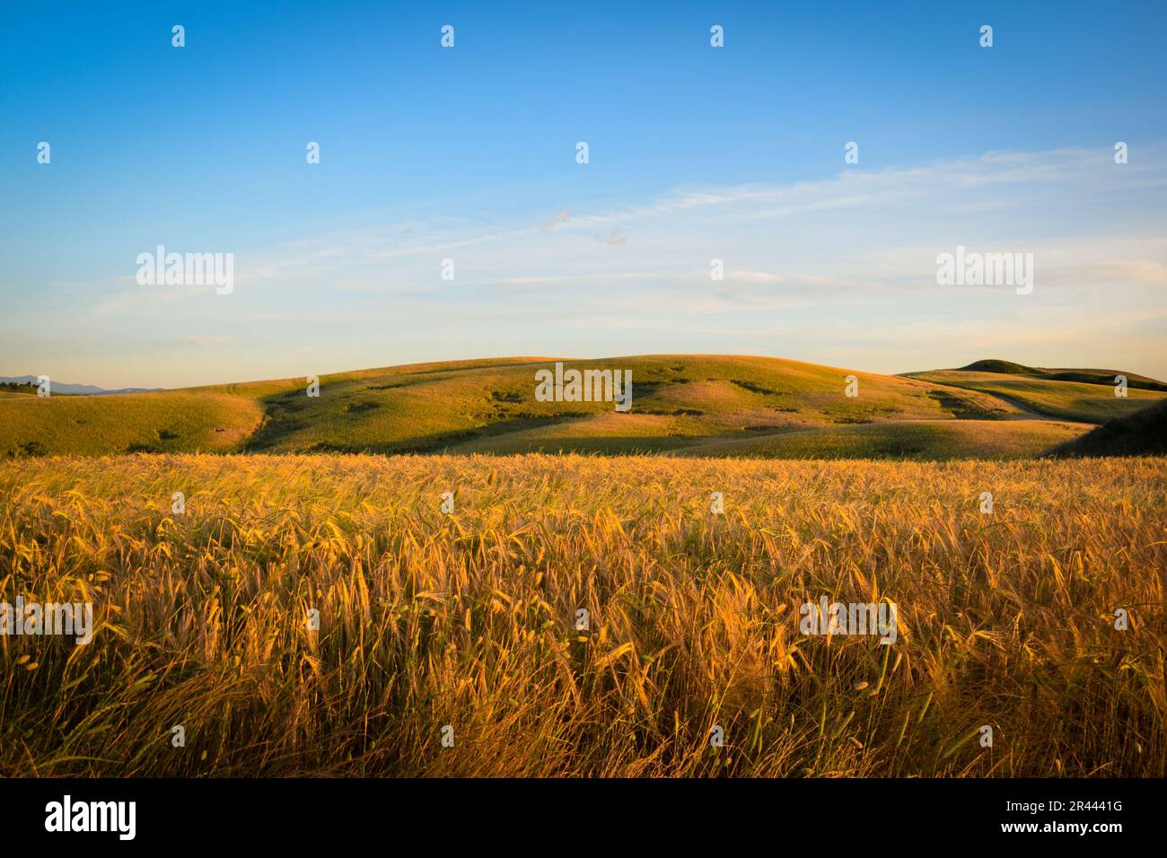 Crete Senesi, campi dorati nelle Crete Senesi di Toscana Foto Stock