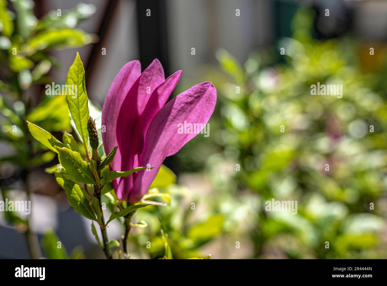 Fiore rosa magnolia e foglie verdi Foto Stock