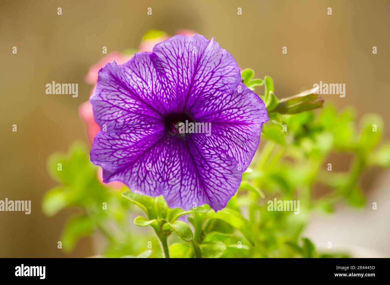 petunia, fiori primaverili, fiori estivi, primo piano, sfondo naturale Foto Stock