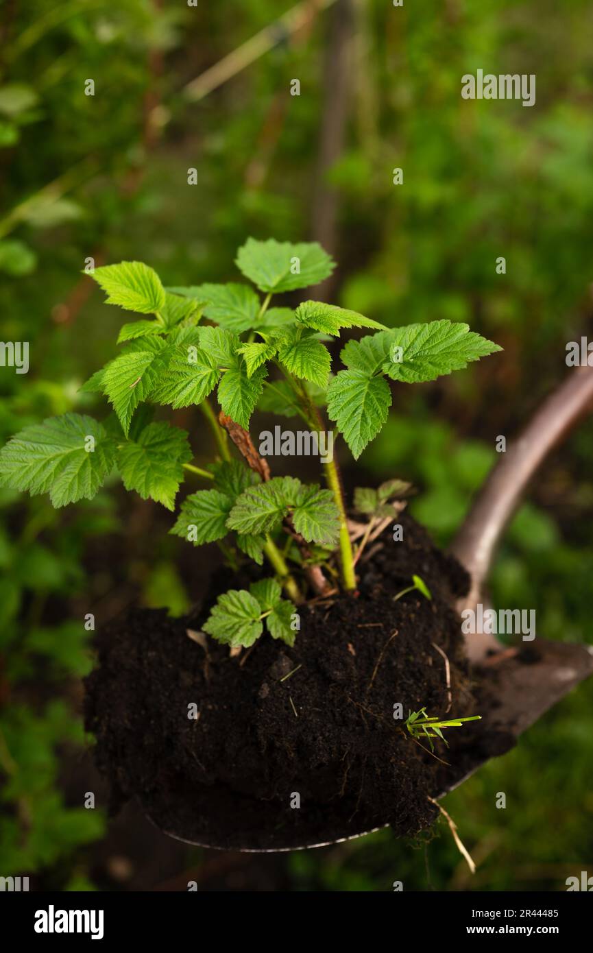 Pala in metallo che tiene giovane cespuglio di lamponi da piantare in terra Foto Stock