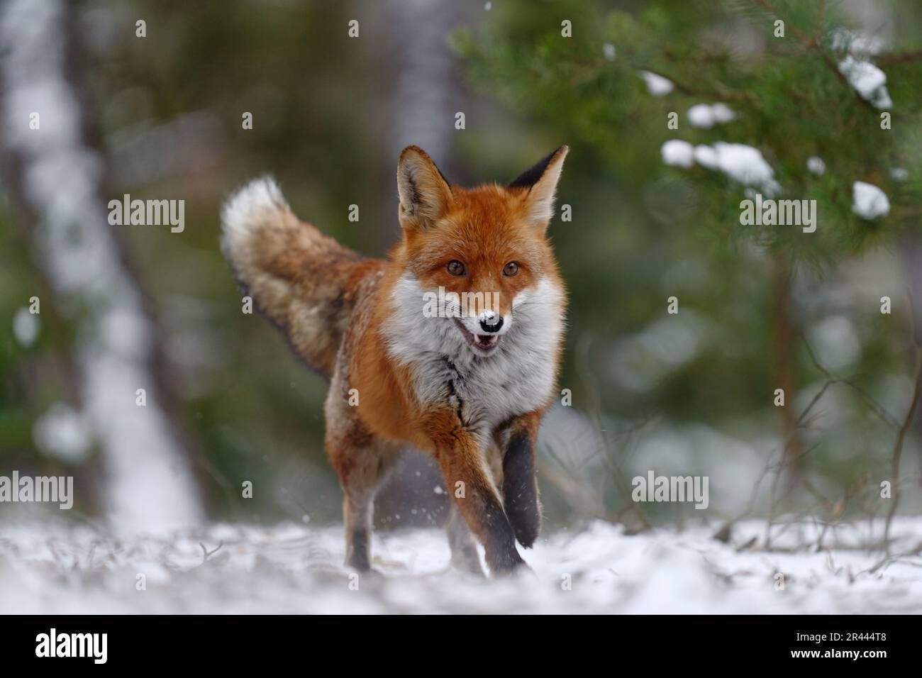 Volpe salto sul prato verde foresta con la prima neve. Fauna selvatica scena dalla natura. Red Fox jumping, Vulpes vulpes, fauna selvatica scena dall'Europa. Fu arancione Foto Stock