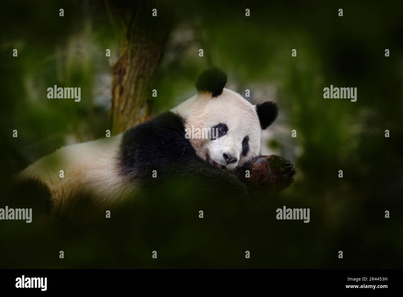 Panda comportamento orso nell'habitat naturale. Ritratto panda gigante, Ailuropoda melanoleuca, nutrirsi di bambù in verde vegetazione. Dettaglio verticale Foto Stock