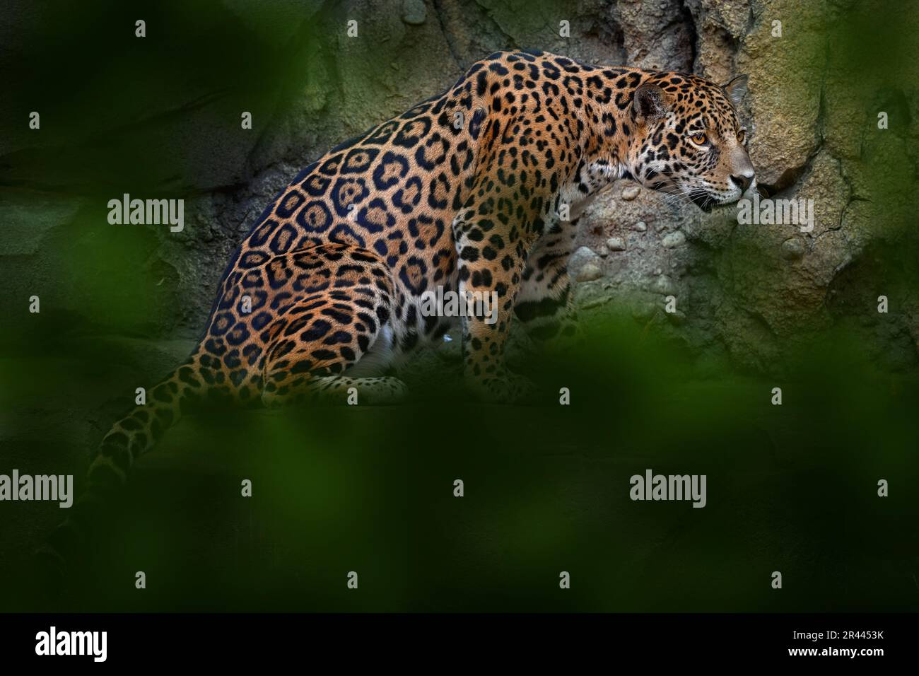Jaguar nella natura, gatto selvatico in habitat, Porto Jofre in Brasile. Giaguaro in verde vegetazione, riva del fiume con roccia, hiden in albero. Hunter dentro Foto Stock