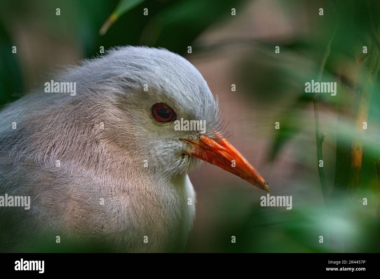 Kagu Bird, Rhynochetos jubatus, crestato, a zampe lunghe, e uccelli grigio-bluastro foreste di montagna endemiche della Nuova Caledonia. Dettaglio primo piano ritratto in natu Foto Stock