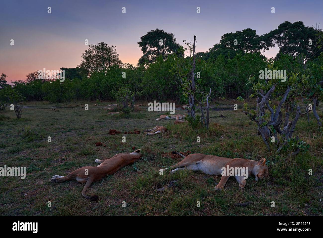 Leone pride pack dormire nella natura del bosco, Khwai zona del fiume a Moremi, Botswana. Leoni sdraiati in erba, siesta riposano dopo i pasti di cattura. Gatti selvatici Foto Stock