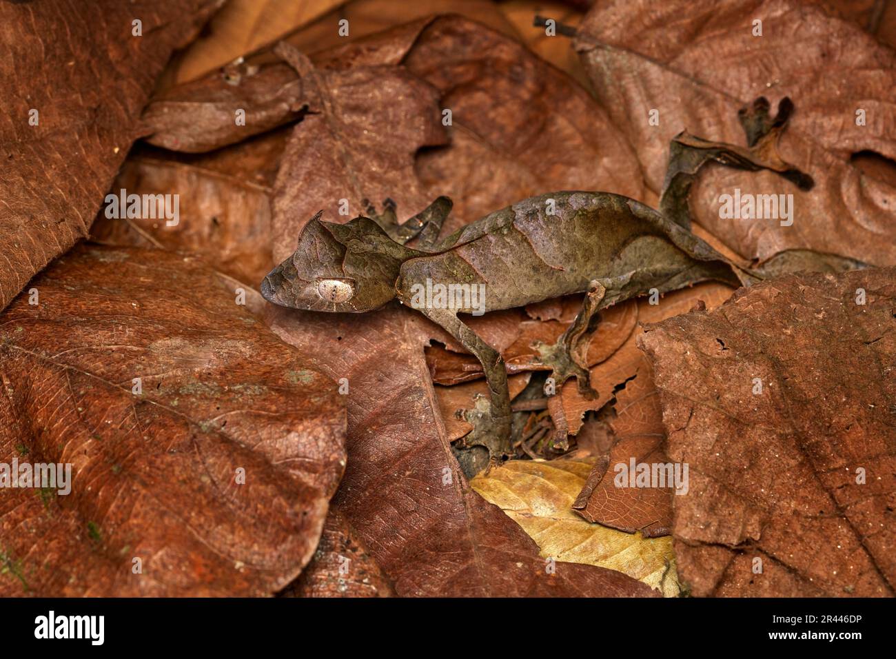 Geco satanico dalla coda delle foglie, Uroplatus phantasticus, lucertola del Parco Nazionale di Ranomafana, Madagascar. Gecko foglia guardare nell'habitat naturale, phot notte Foto Stock
