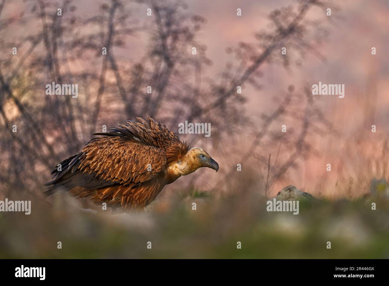 Avvoltoi dalla Spagna, Europa. Griffon avvoltoi in erba, fauna selvatica, montagna rocciosa. Foto Stock