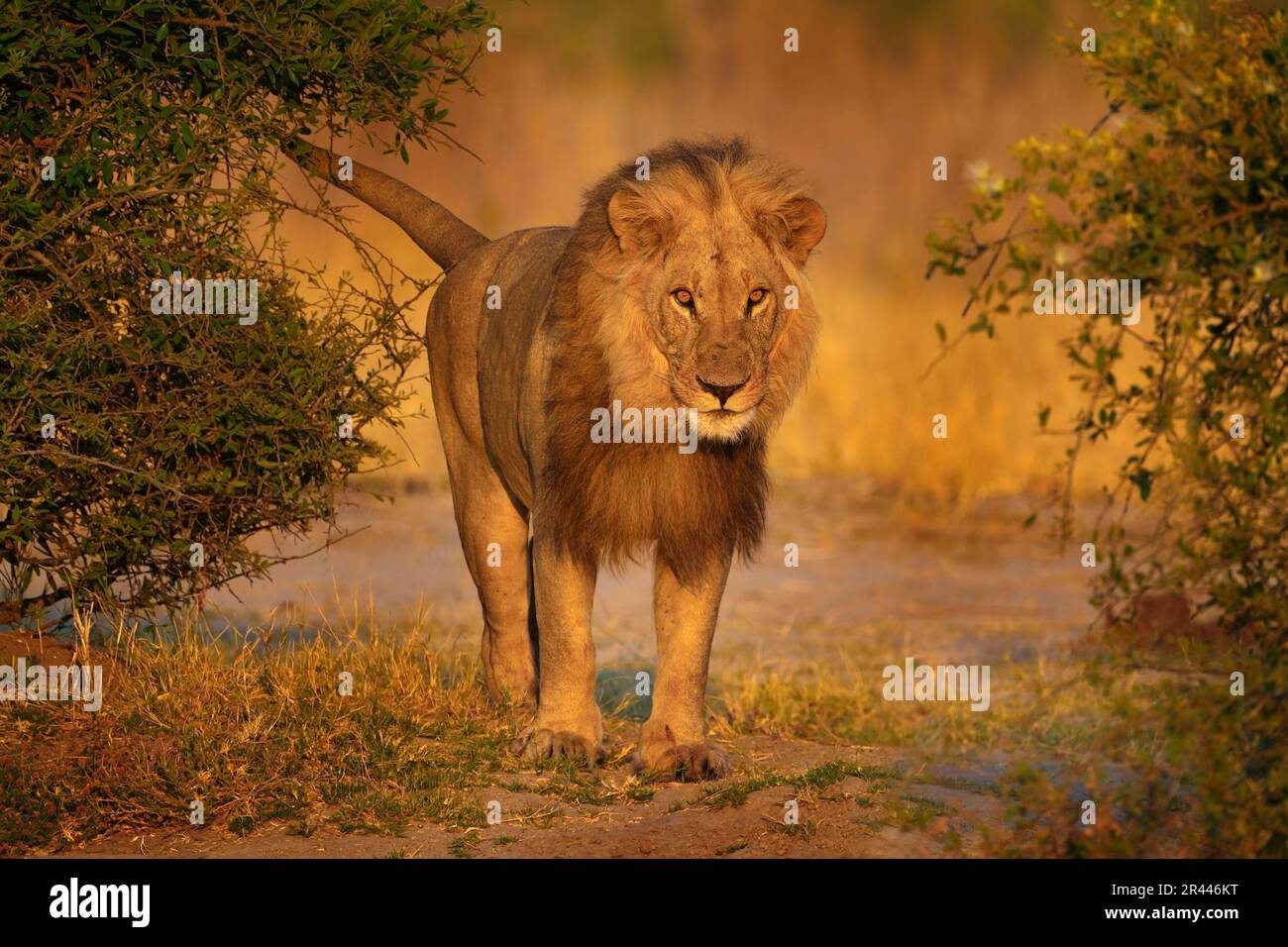 Tramonto dei leoni, Savuti, Chobe NP in Botswana. Stagione calda in Africa. Leone africano, maschio. Fauna selvatica del Botswana. Giovane maschio vicino al buco d'acqua. Foto Stock