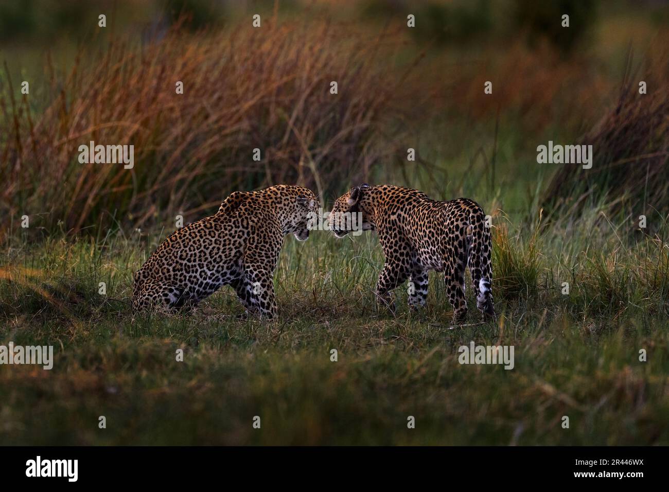 Fauna selvatica africana. Leopardo lotta, due maschi. Fauna selvatica del Botswana. Leopardo, Panthera pardus shortidgei, gatto a piedi in erba arancione, grande gatto selvatico nella natura Foto Stock