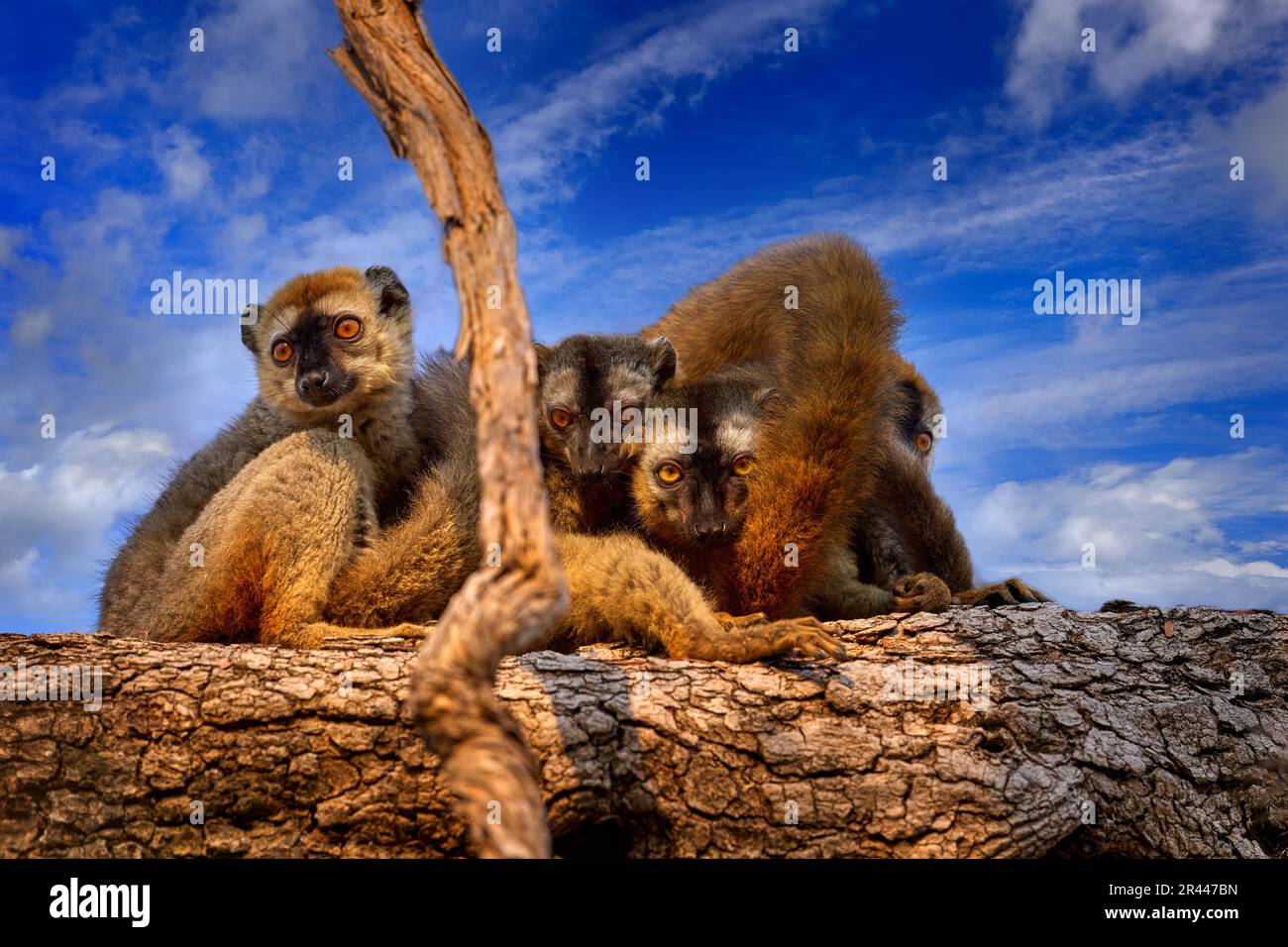 Famiglia dei lemuri con cielo blu e nuvole. Famiglia di lemuri. Lemuri bruni dalla facciata rossa, Eulemur fulvus rufus, Kirindy Forest in Madagascar. Scimmia marrone grigio Foto Stock