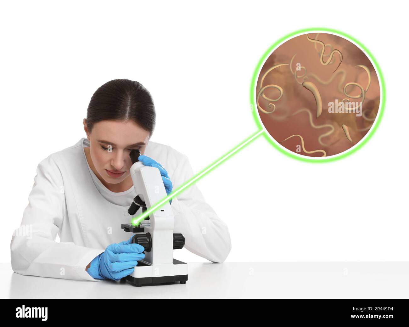 Operatore di laboratorio che utilizza il microscopio per esaminare le elminti su sfondo bianco. Vista ingrandita sui vermi parassiti Foto Stock