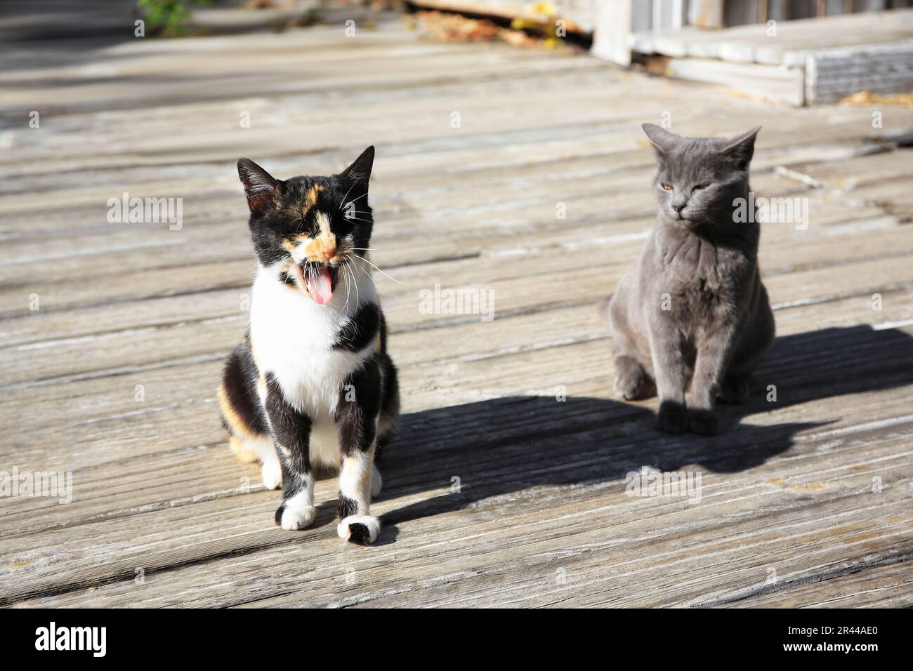 Gatti randagi all'aperto nelle giornate di sole. Animali senza casa Foto Stock