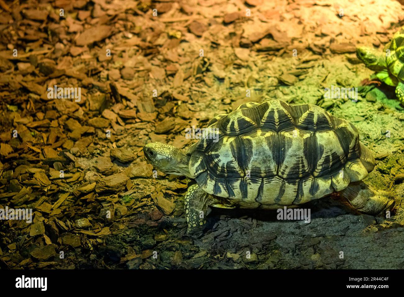 Tartaruga stella birmana, platynota Geochelone Foto Stock