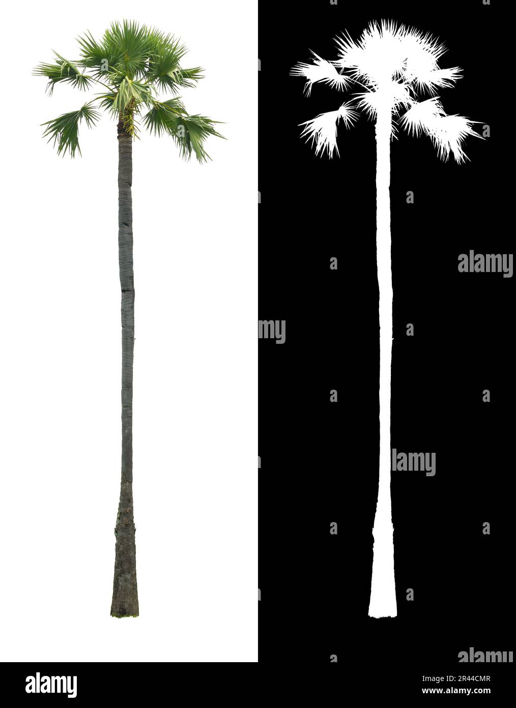 Albero di palma alto tailandese asiatico o albero di zucchero, palma Toddy isolato su sfondo bianco con canale alfa shadow split. Foto Stock