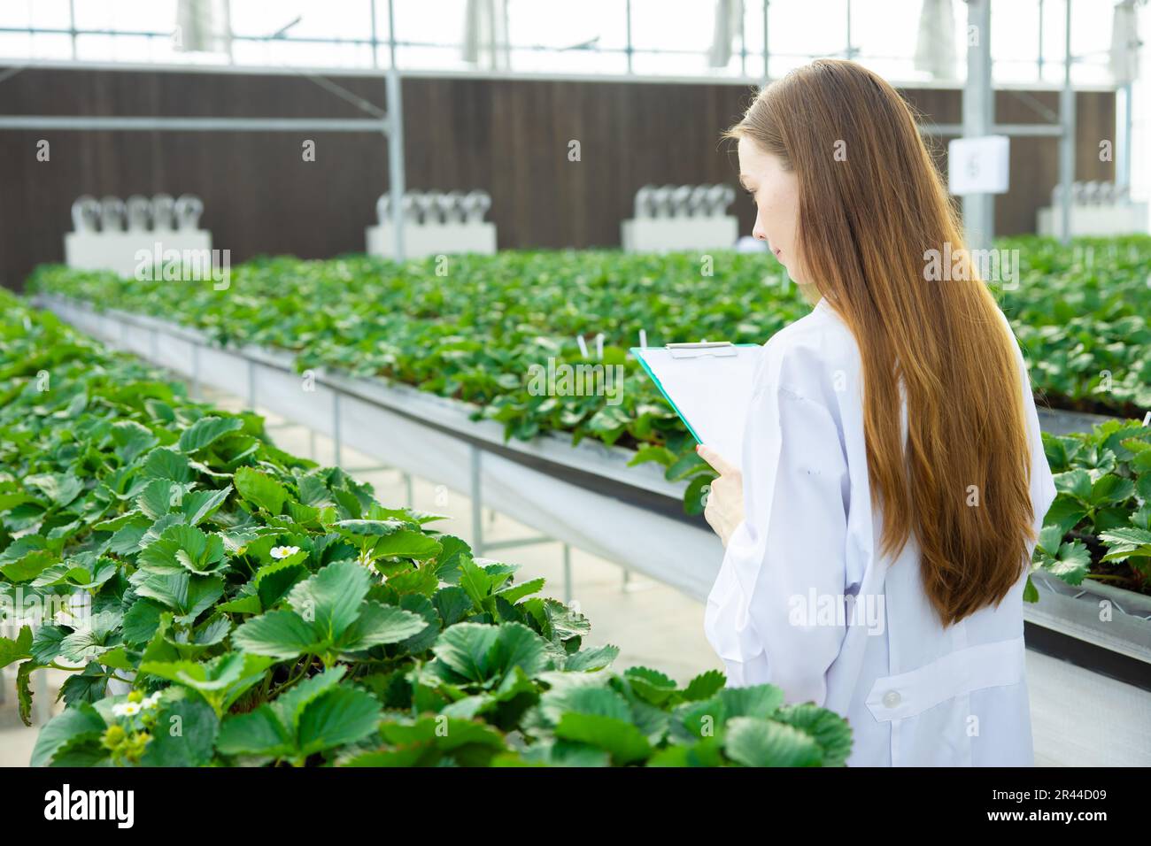 Il lavoro degli scienziati raccoglie i dati di registrazione che tracciano i dati di crescita delle piante per l'agricoltura ricerca agricola formazione scientifica Foto Stock