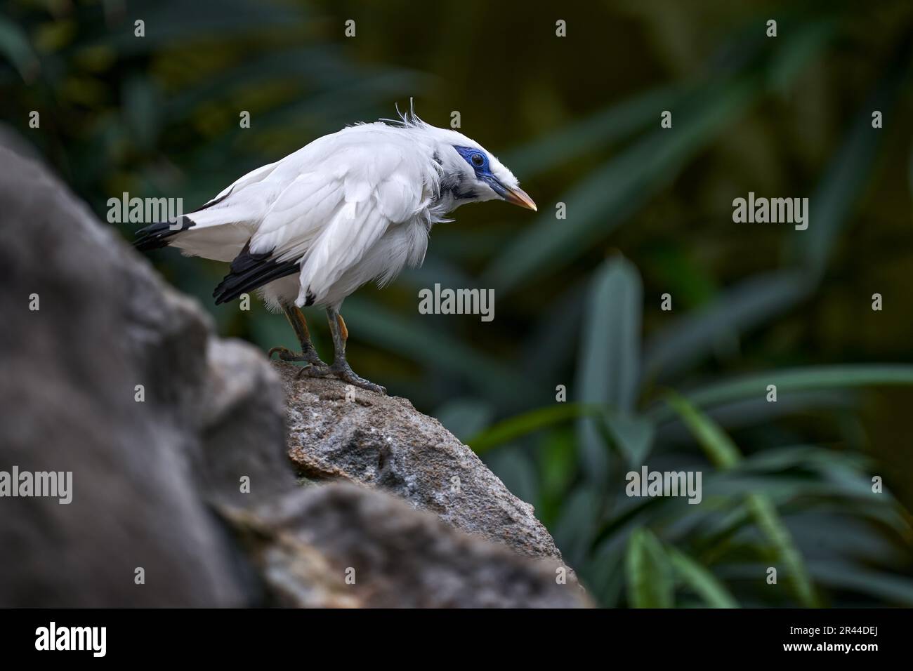 Leucopsar Rothschildi, Mynah di Rothschild, a Bali, Idonesia, Asia. Animale in habitat naturale. Uccello raro seduto sul ramo. Foresta libera in backgro Foto Stock