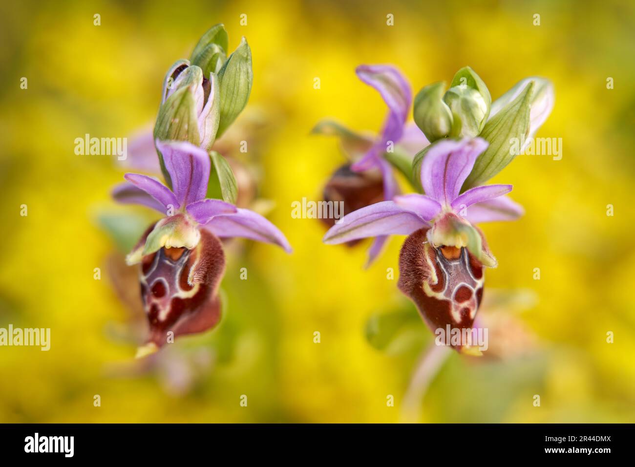 Ophrys apulica, Ophrys pugliese, Gargano in Italia. Orchidea selvatica terrestre europea fiorente, habitat naturale. Bellissimo dettaglio di fioritura, scena primaverile Foto Stock