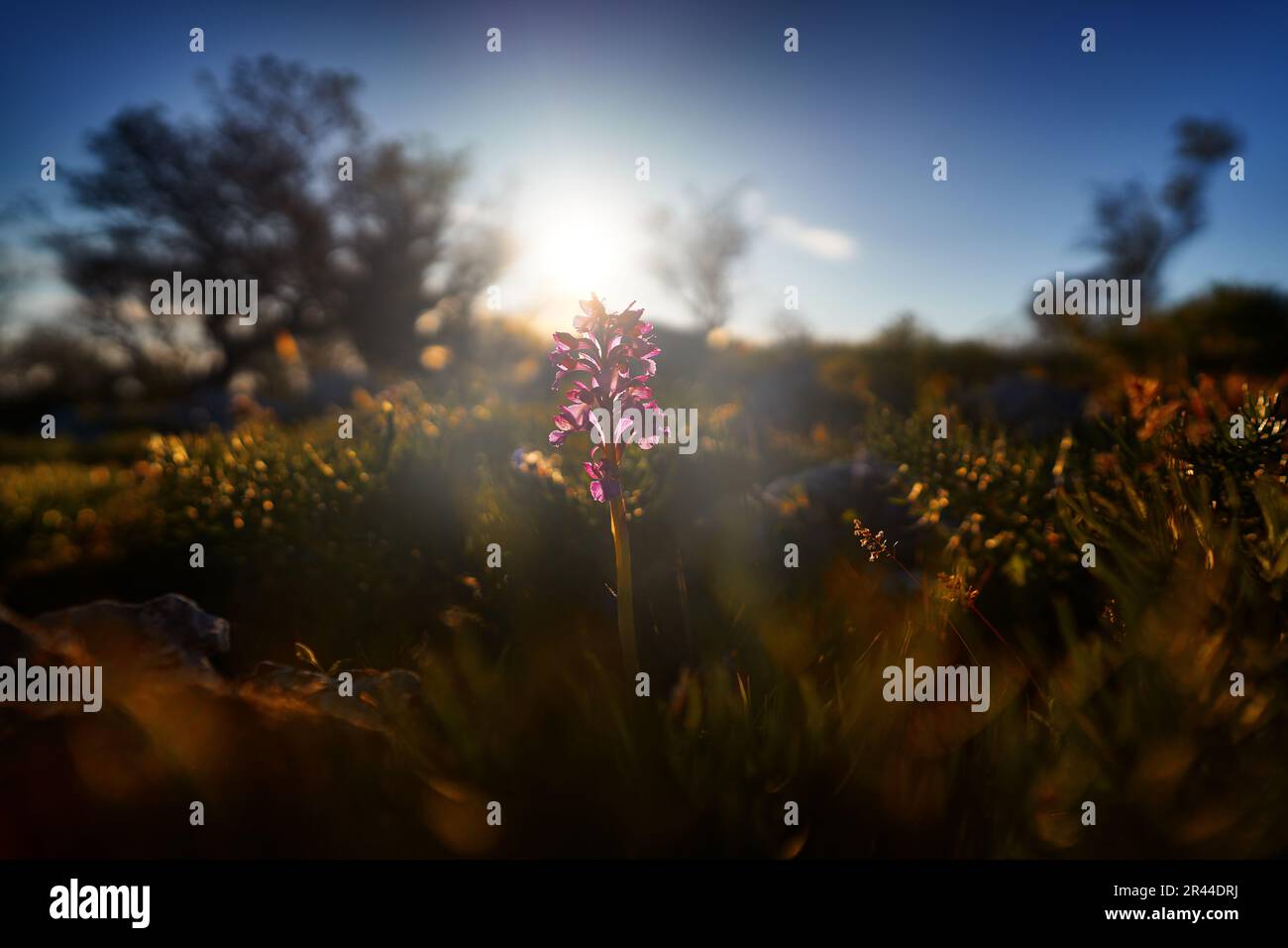 Orchidea tramonto. Anacamptis papilionacea, Orchis farfalla Rosa, Gargano in Italia. Fioritura orchidea selvatica terrestre europea, habitat naturale. Bellissimo Foto Stock