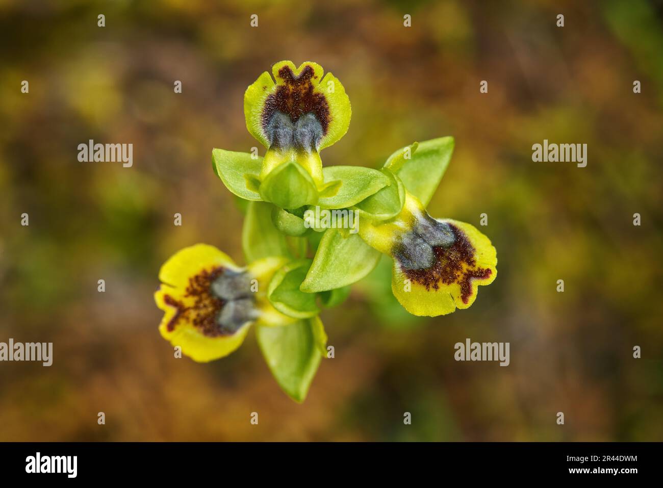Ophrys lutea, Ophrys gialli, Gargano in Italia. Splendido dettaglio di fioritura, scena primaverile dall'Europa. Fiore selvatico sul verde prato viola. Fioritura Foto Stock