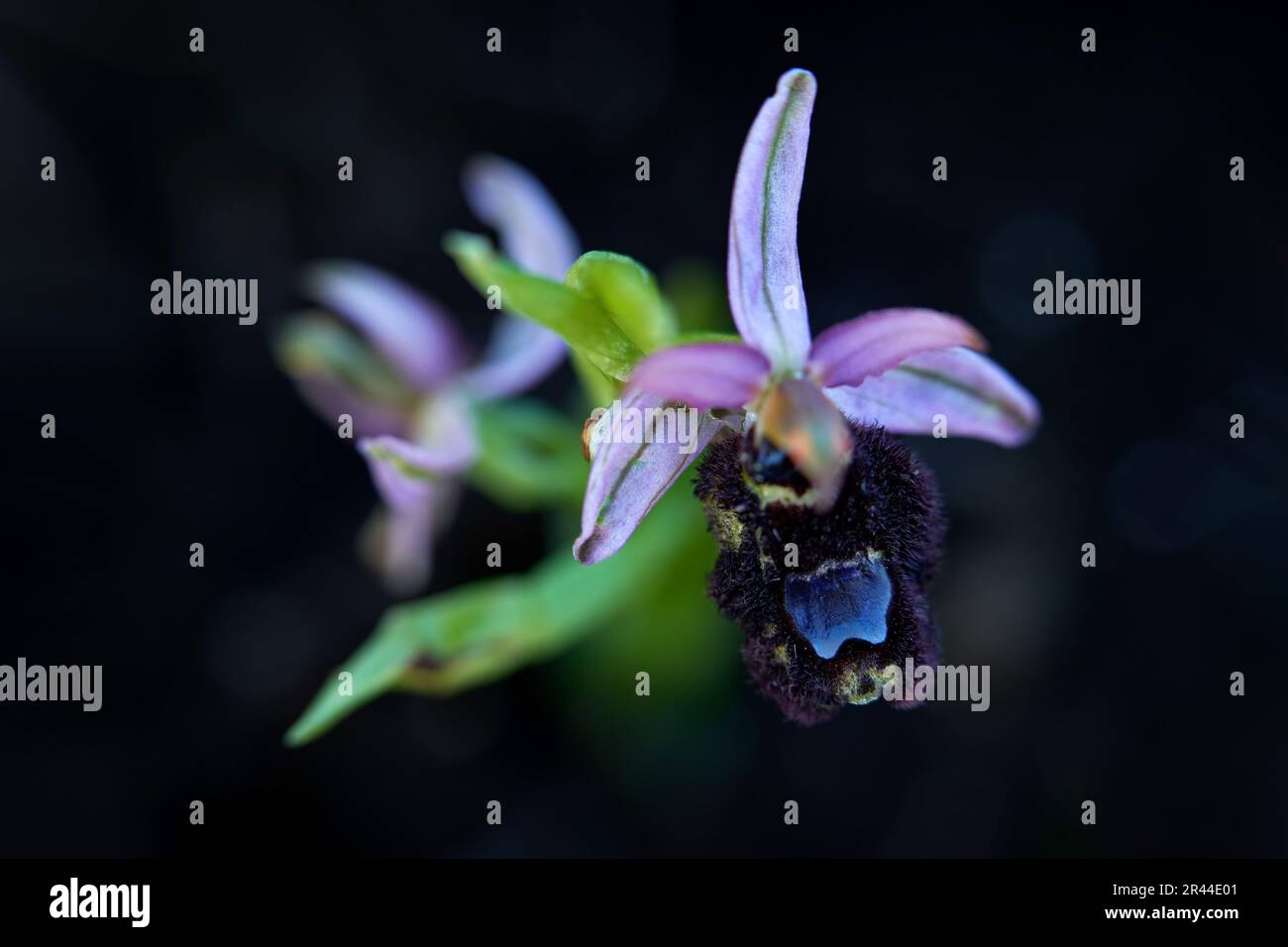 Ophrys bertolonii, Gargano in Italia. Fioritura orchidea selvatica terrestre europea, habitat naturale. Splendido dettaglio di fioritura, scena primaverile dall'Europa. Foto Stock