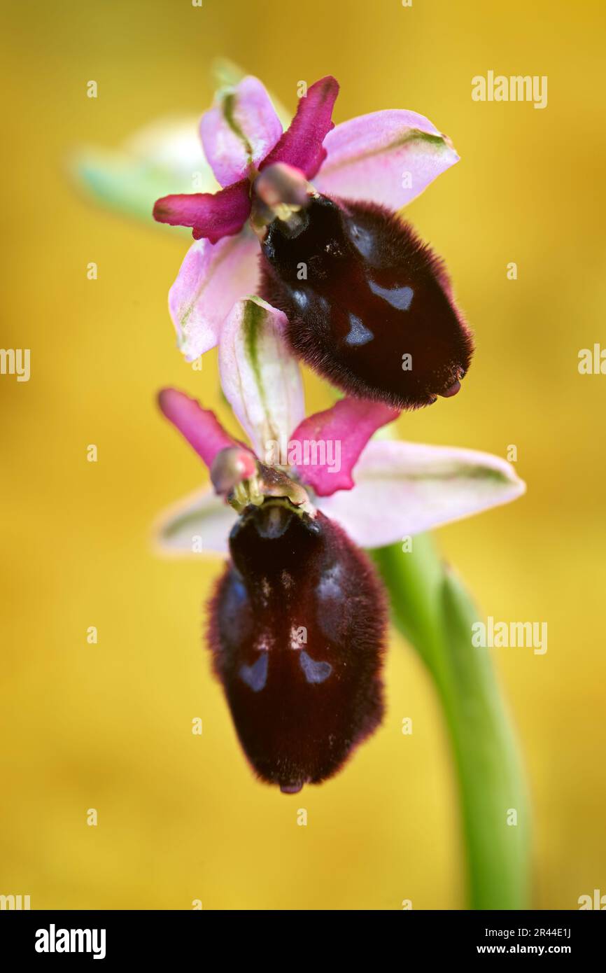Ophrys biscutella, fiore rosa Gargano in Italia. Fioritura orchidea selvatica terrestre europea, habitat naturale. Bellissimo dettaglio di fioritura, scena primaverile f Foto Stock