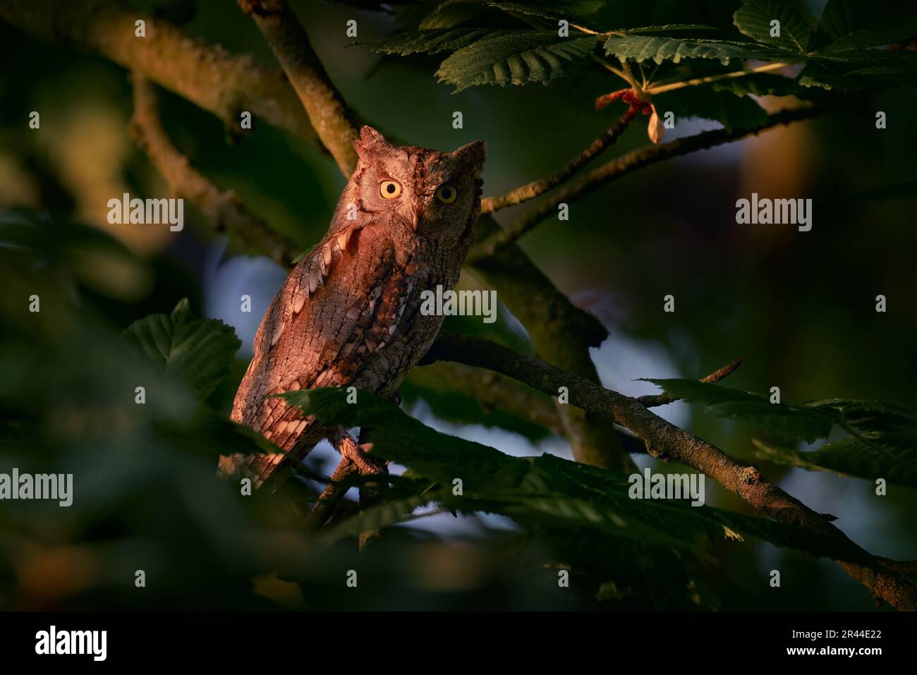 Scops Owl, Otus scops, piccolo gufo nell'habitat naturale, seduto sul ramo verde albero, foresta in background, Bulgaria. Scena faunistica da nat Foto Stock