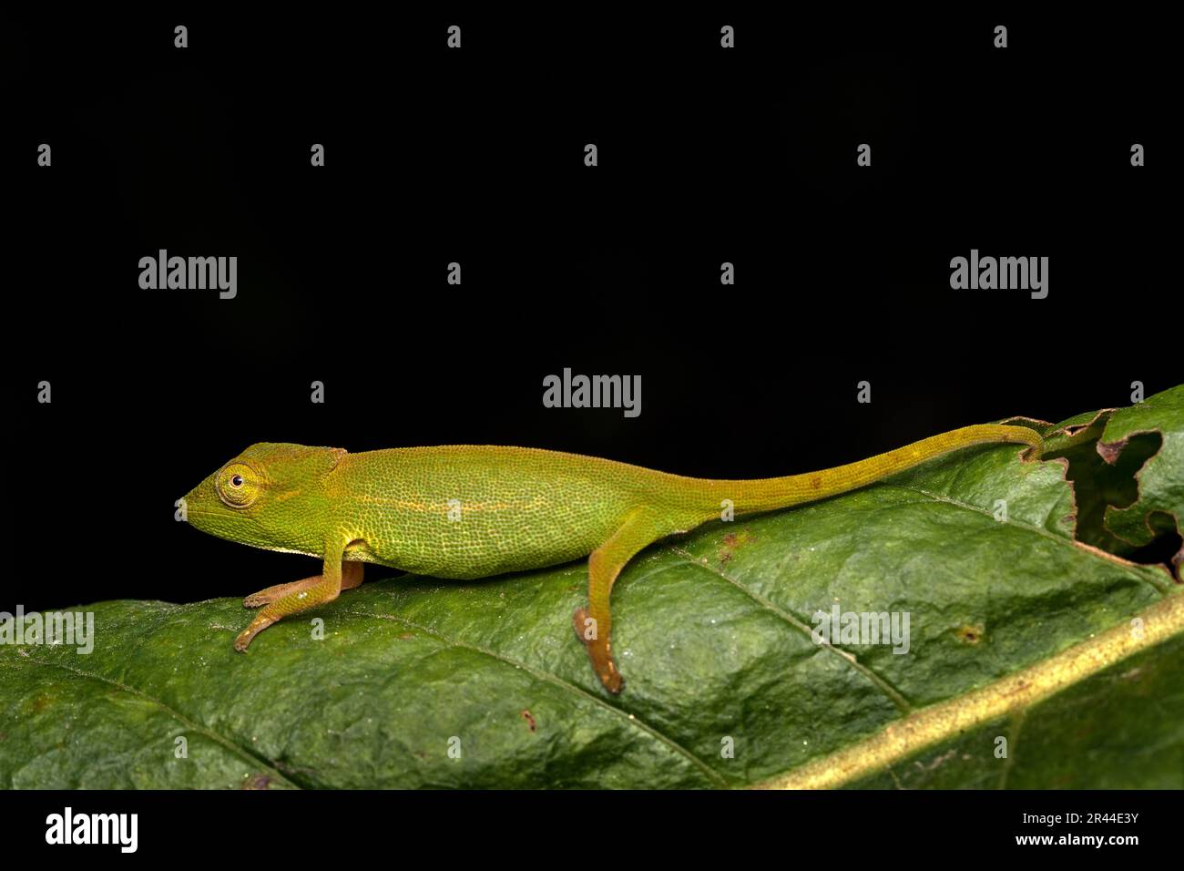 Calumma glawi, Glaw's Chameleon, lucertola di camaleonte verde endemica del Madagascar orientale. Natura fauna selvatica, foresta stagnante animnal, Africa, seduta sul l Foto Stock