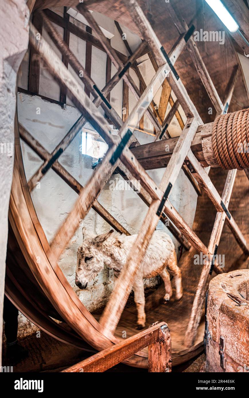 Lavoro sugli asini, sul tapis roulant. Una ruota azionata da asino per portare l'acqua da un pozzo profondo, il castello di Carisbrooke, l'Isola di Wight, Hampshire, Regno Unito Foto Stock