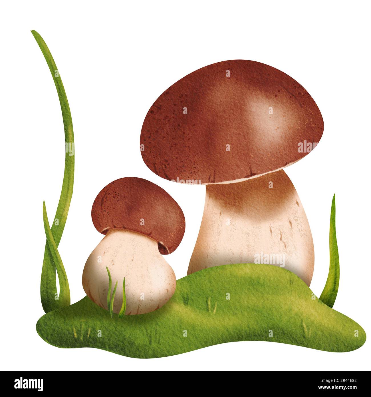 Delicata composizione forestale: Un paio di funghi porcini circondati da erba fresca verde in una radura. Illustrazione isolata dell'acquerello - libro di testo Foto Stock