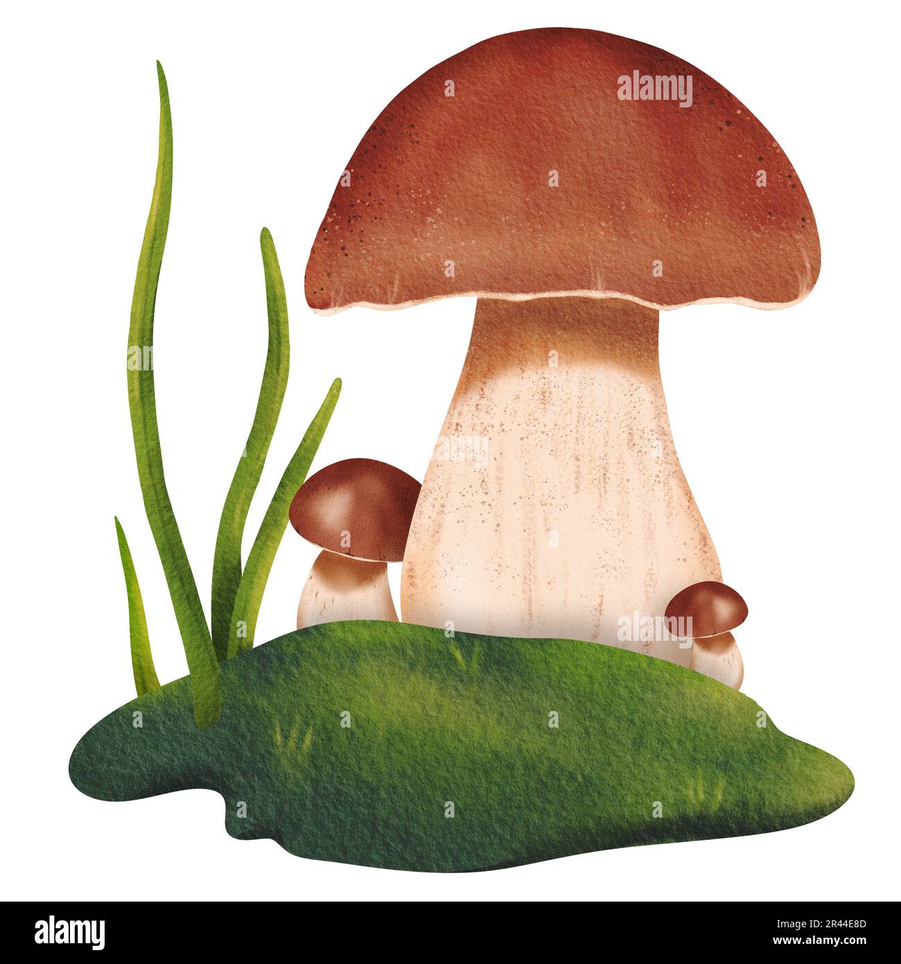 Delicata composizione forestale: Un paio di funghi porcini circondati da erba fresca verde in una radura. Illustrazione isolata dell'acquerello - libro di testo Foto Stock