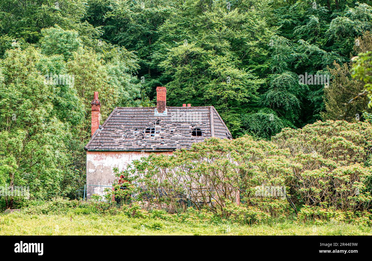 Buco nel tetto, vecchio cottage in Blackwood Forest, Hampshire, Regno Unito Foto Stock