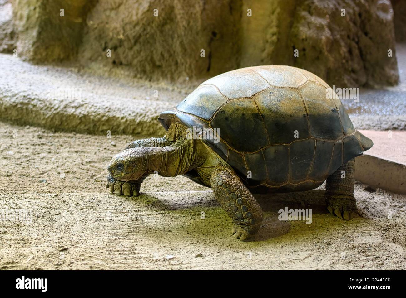 Tartaruga di Aldabra o gigantea di Geochelone. Zoo di Toronto, Canada Foto Stock
