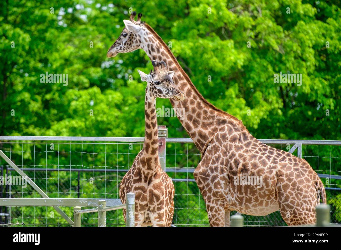 Giraffe adulte e giovani insieme. L'animale rumiant è dietro una recinzione. Zoo di Toronto, Canada Foto Stock