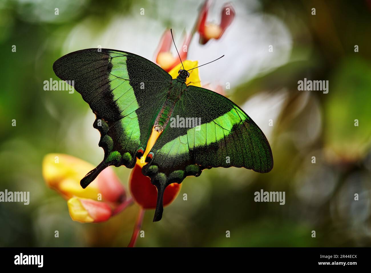 Papilio palinurus, farfalla verde smeraldo a coda di rondine. Insetto su fiore fiorisce nell'habitat naturale. Una farfalla in Indonesia. Natura selvaggia. Trop Foto Stock