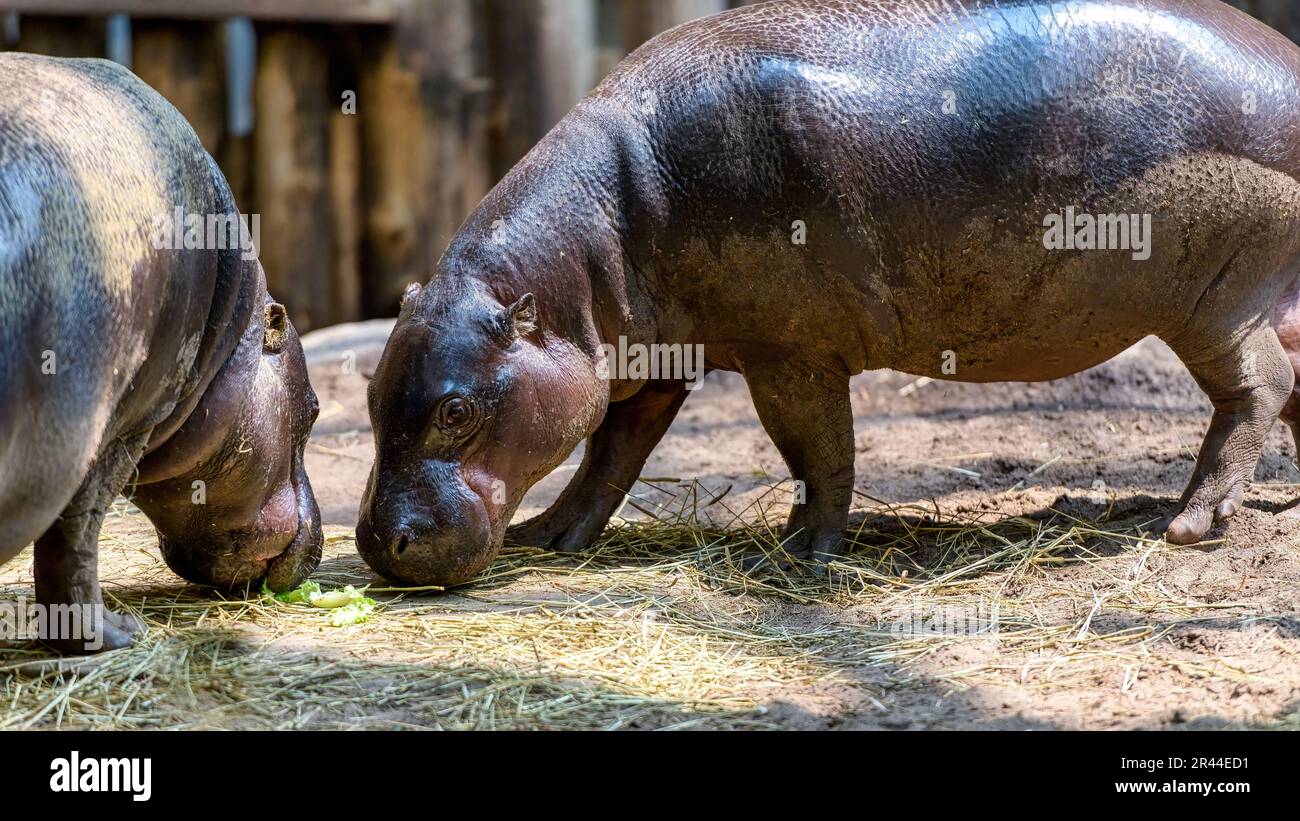 Pygmy Hippopotamus o Choeropsis liberiensis mangiare cibo dalla terra. Zoo di Toronto, Canada Foto Stock