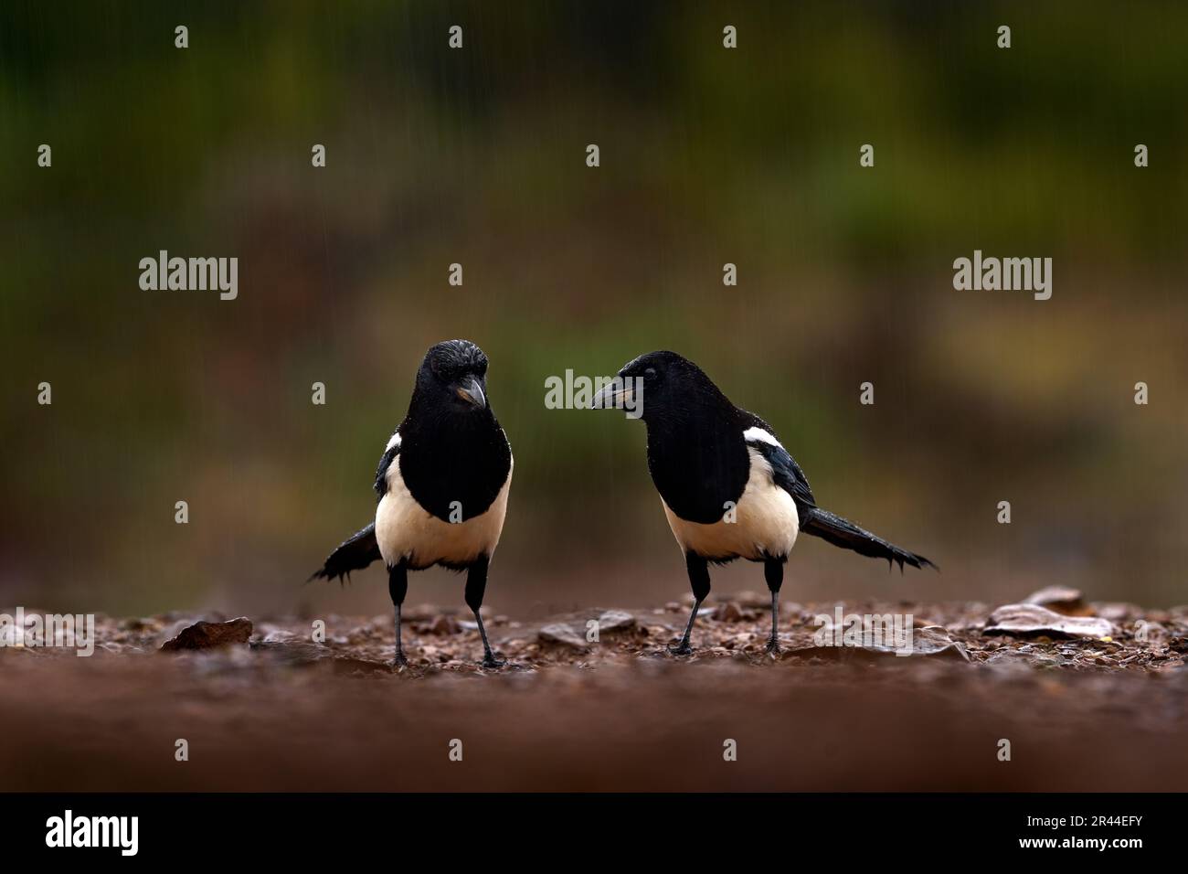 Due uccelli. Magpie sotto la pioggia. Magpie in acqua, Pica pica, uccello bianco e nero con coda lunga, nell'habitat naturale, sfondo chiaro. Fauna selvatica scen Foto Stock