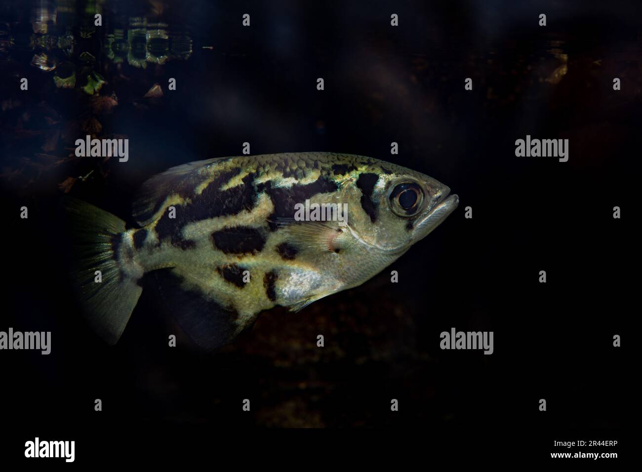 Archerfide nuvoloso o pesce arciso Zebra, Toxotes jaculatri, Toxoditae, Indo-Pacifico, costa meridionale dell'Australia. Foto Stock