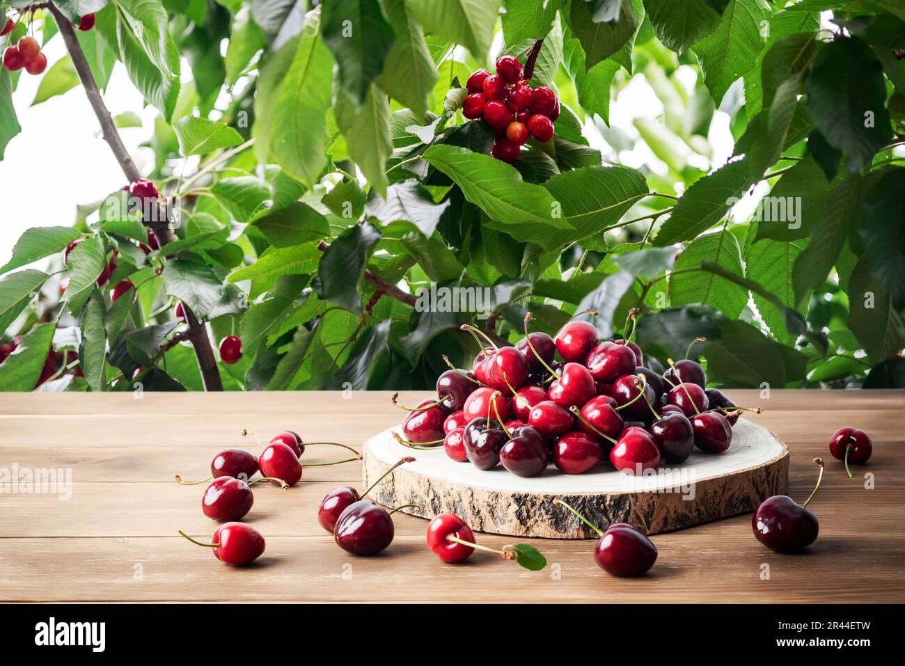 Set di ciliegie rosse ricche e sane su un tavolo di legno in un frutteto pieno di ciliegie pronte per la raccolta Foto Stock