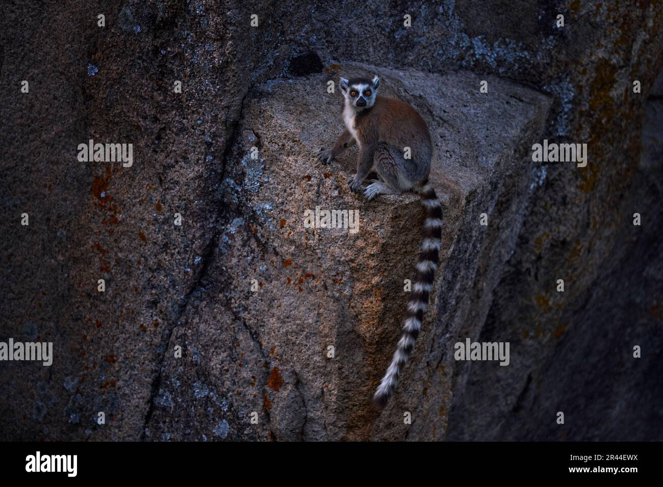 Scimmia con roccia di granito, tramonto. Fauna selvatica del Madagascar, Lemur dalla coda ad anello, Lemur catta. Animale da Madagascar, Africa, occhi arancioni. Luce solare serale Foto Stock